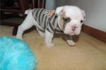 gorgeous English bulldog puppies ready